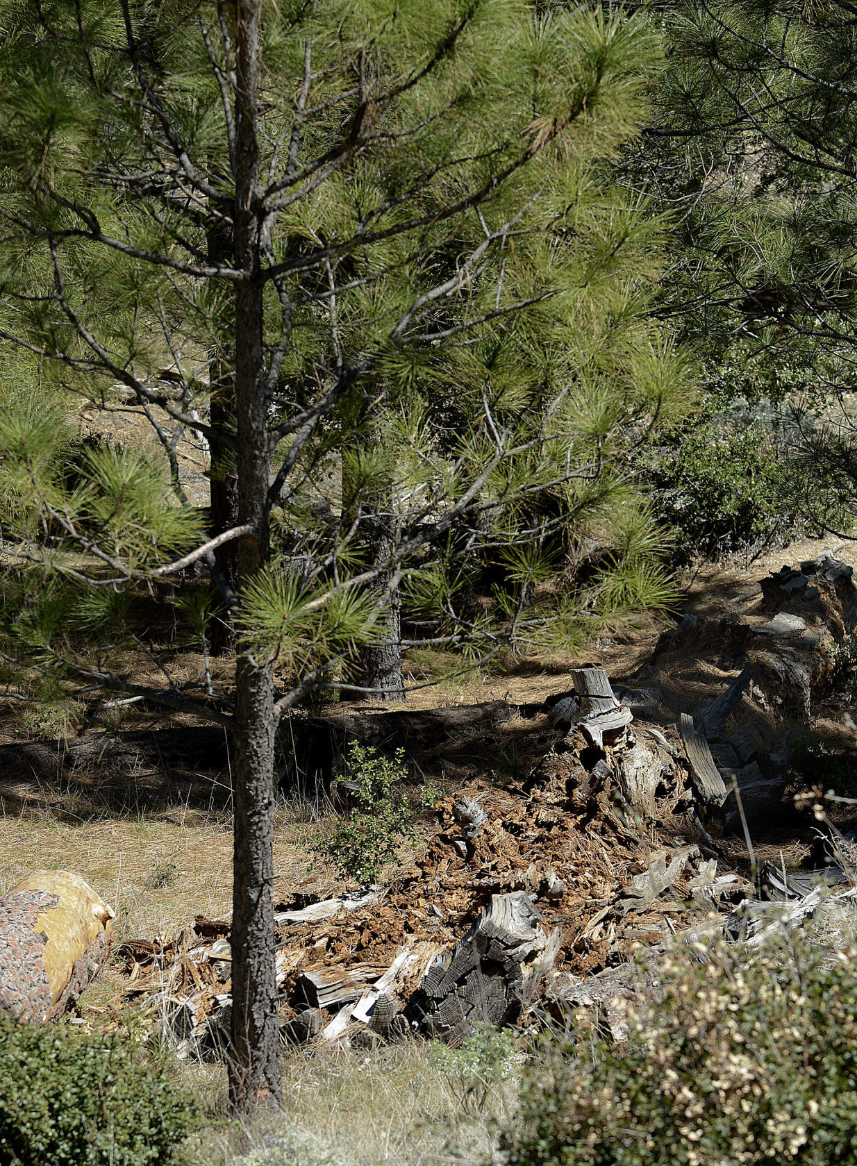 032818 Prescribed burn 13.jpg